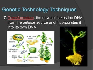 Genetic Technology Techniques
7. Transformation: the new cell takes the DNA
from the outside source and incorporates it
into its own DNA
 