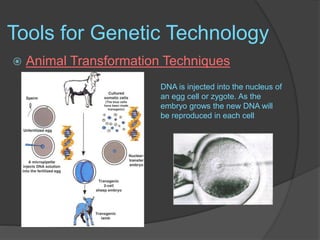 Tools for Genetic Technology
 Animal Transformation Techniques
DNA is injected into the nucleus of
an egg cell or zygote. As the
embryo grows the new DNA will
be reproduced in each cell.
 