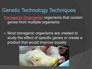 Genetic Technology Techniques
Transgenic Organisms: organisms that contain
genes from multiple organisms
 Most transgenic organisms are created to
study the effect of specific genes or create a
product that would improve society
 
