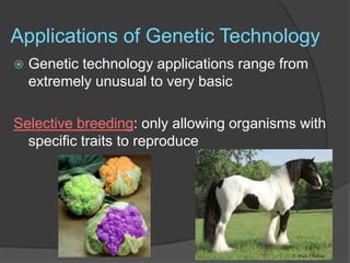 Applications of Genetic Technology
 Genetic technology applications range from
extremely unusual to very basic
Selective breeding: only allowing organisms with
specific traits to reproduce
 