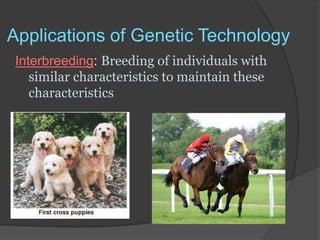 Applications of Genetic Technology
Interbreeding: Breeding of individuals with
similar characteristics to maintain these
characteristics
 