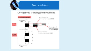 Nomenclature
 