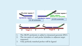 1. The MLPA probemix is added to denatured genomic DNA
2. The two parts of each probe hybridise to adjacent target
sequences
3. Only perfectly matched probes will be ligated
20- 40 nucleotides
19-370 nucleotides
 