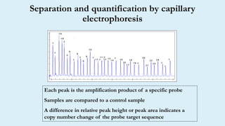 Separation and quantification by capillary
electrophoresis
Each peak is the amplification product of a specific probe
Samples are compared to a control sample
A difference in relative peak height or peak area indicates a
copy number change of the probe target sequence
 
