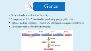 • Gene – fundamental unit of heredity.
• A sequence of DNA involved in producing polypeptide chain.
• Includes coding segments (Exons) and intervening sequences (introns).
• It is functionally defined by its product.
Genes
 