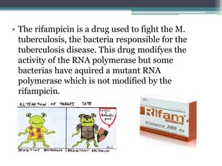 • The rifampicin is a drug used to fight the M.
tuberculosis, the bacteria responsible for the
tuberculosis disease. This drug modifyes the
activity of the RNA polymerase but some
bacterias have aquired a mutant RNA
polymerase which is not modified by the
rifampicin.
 