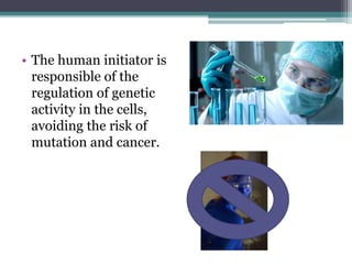 • The human initiator is
responsible of the
regulation of genetic
activity in the cells,
avoiding the risk of
mutation and cancer.
 
