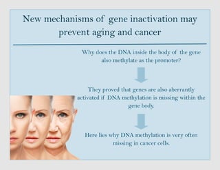 New mechanisms of gene inactivation may
prevent aging and cancer
Why does the DNA inside the body of the gene
also methylate as the promoter?
They proved that genes are also aberrantly
activated if DNA methylation is missing within the
gene body.
Here lies why DNA methylation is very often
missing in cancer cells.
 