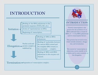 INTRODUCTION
Initiation
Termination
Elongation
Binding of the RNA polymerase to the
promoter sequence (TATA, GC, etc.)
Action of topoisomerase on DNA.
Beginning of transcription.
Nucleic acid and
protein complex
stabilized by:
Binding of DNA to RNA
polymerase.
Binding of nucleotides between
the nascent RNA strand and
the template DNA strand, in
the enzymatic complex.
Binding of RNA with RNA
polymerase to the enzyme exit
channel.
Separation of transcription complex.
 