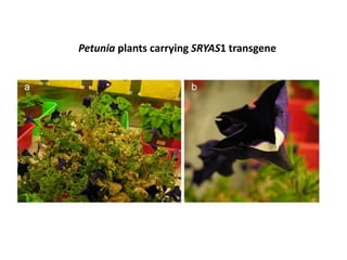Genetic transformation in flower crops | PPTX