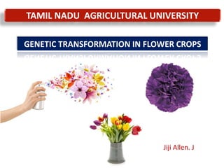 GENETIC TRANSFORMATION IN FLOWER CROPS
TAMIL NADU AGRICULTURAL UNIVERSITY
Jiji Allen. J
 