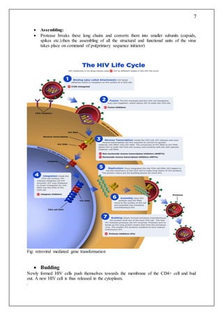 Virus Transformation Genetic transformation system | DOCX