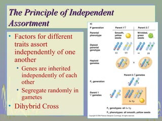 The Principle of Independent
The Principle of Independent
Assortment
Assortment
•• Factors for different
    Factors for different
   traits assort
    traits assort
   independently of one
    independently of one
   another
    another
  •• Genes are inherited
      Genes are inherited
     independently of each
      independently of each
     other
      other
  •• Segregate randomly in
      Segregate randomly in
     gametes
      gametes
•• Dihybrid Cross
   Dihybrid Cross
 