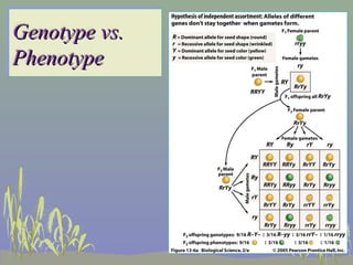 Genotype vs.
Genotype vs.
Phenotype
Phenotype
 