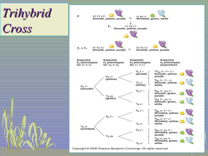 branch diagram genetics genetic trihybrid cross branch diagram genetics genetic trihybrid cross