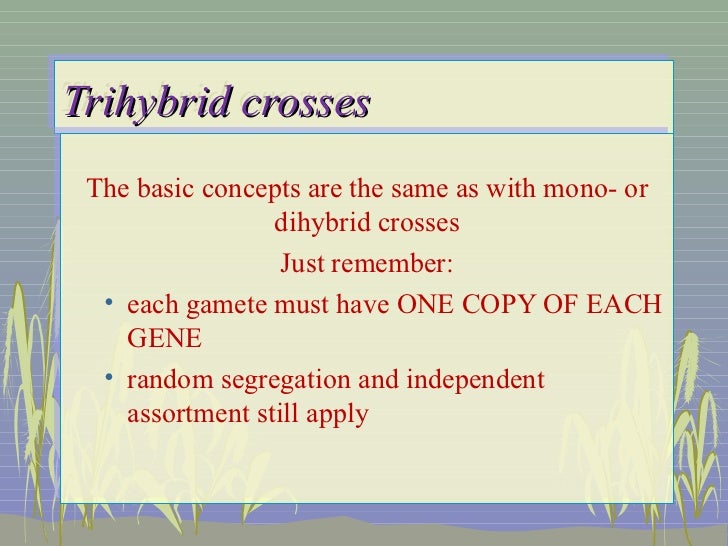 A Dihybrid Cross Involves The Crossing Of Just One Trait ...