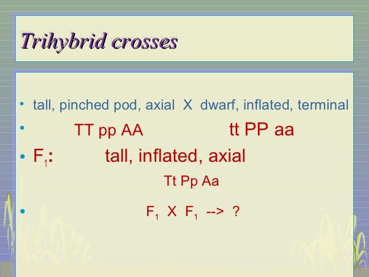 trihybrid cross