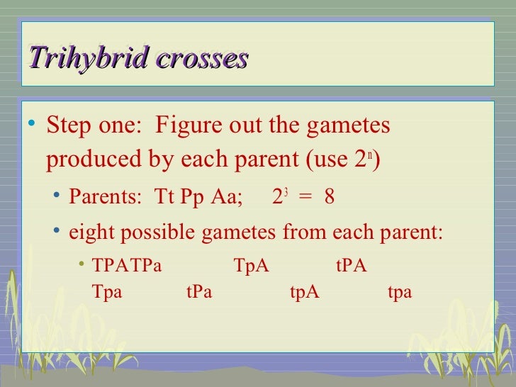 trihybrid cross