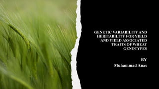 GENETIC VARIABILITY AND
HERITABILITY FOR YIELD
AND YIELD ASSOCIATED
TRAITS OF WHEAT
GENOTYPES
BY
Muhammad Anas
 