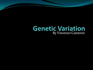 Genetic Variation By Vincenzo Cameron 