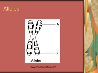 Alleles
www.monteweston.com
 