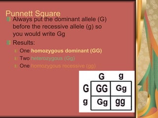 Punnett Square
Always put the dominant allele (G)
before the recessive allele (g) so
you would write Gg
Results:
One homozygous dominant (GG)
Two heterozygous (Gg)
One homozygous recessive (gg)
 