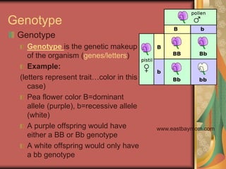 Genotype
Genotype
Genotype is the genetic makeup
of the organism (genes/letters)
Example:
(letters represent trait…color in this
case)
Pea flower color B=dominant
allele (purple), b=recessive allele
(white)
A purple offspring would have
either a BB or Bb genotype
A white offspring would only have
a bb genotype
www.eastbaymom.com
 