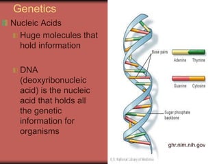 Genetics
Nucleic Acids
Huge molecules that
hold information
DNA
(deoxyribonucleic
acid) is the nucleic
acid that holds all
the genetic
information for
organisms
ghr.nlm.nih.gov
 