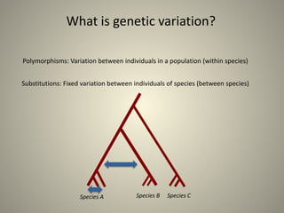 What is genetic variation?
Polymorphisms: Variation between individuals in a population (within species)
Substitutions: Fixed variation between individuals of species (between species)
Species A Species B Species C
 