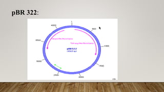 pBR 322:
 