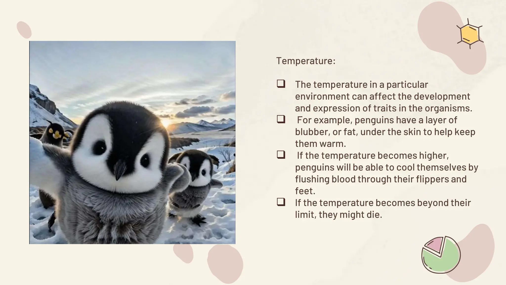 Temperature:
 The temperature in a particular
environment can affect the development
and expression of traits in the organisms.
 For example, penguins have a layer of
blubber, or fat, under the skin to help keep
them warm.
 If the temperature becomes higher,
penguins will be able to cool themselves by
flushing blood through their flippers and
feet.
 If the temperature becomes beyond their
limit, they might die.
 