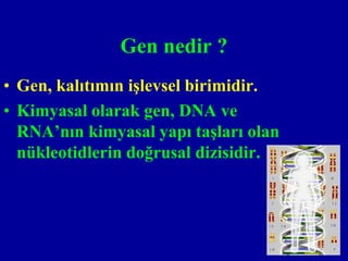 Gen nedir ?
• Gen, kalıtımın işlevsel birimidir.
• Kimyasal olarak gen, DNA ve
  RNA’nın kimyasal yapı taşları olan
  nükleotidlerin doğrusal dizisidir.
 