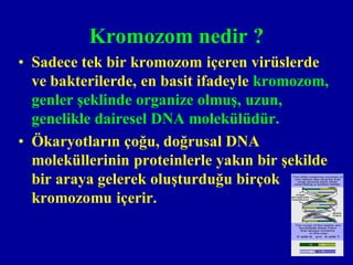 Kromozom nedir ?
• Sadece tek bir kromozom içeren virüslerde
  ve bakterilerde, en basit ifadeyle kromozom,
  genler şeklinde organize olmuş, uzun,
  genelikle dairesel DNA molekülüdür.
• Ökaryotların çoğu, doğrusal DNA
  moleküllerinin proteinlerle yakın bir şekilde
  bir araya gelerek oluşturduğu birçok
  kromozomu içerir.
 