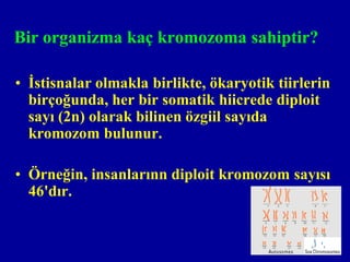 Bir organizma kaç kromozoma sahiptir?

• İstisnalar olmakla birlikte, ökaryotik tiirlerin
  birçoğunda, her bir somatik hiicrede diploit
  sayı (2n) olarak bilinen özgiil sayıda
  kromozom bulunur.

• Örneğin, insanlarınn diploit kromozom sayısı
  46'dır.
 