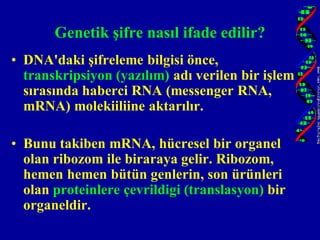 Genetik şifre nasıl ifade edilir?
• DNA'daki şifreleme bilgisi önce,
  transkripsiyon (yazılım) adı verilen bir işlem
  sırasında haberci RNA (messenger RNA,
  mRNA) molekiiliine aktarılır.

• Bunu takiben mRNA, hücresel bir organel
  olan ribozom ile biraraya gelir. Ribozom,
  hemen hemen bütün genlerin, son ürünleri
  olan proteinlere çevrildigi (translasyon) bir
  organeldir.
 