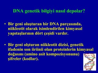 DNA genetik bilgiyi nasıl depolar?

• Bir geni oluşturan bir DNA parçasında,
  niikleotit olarak isimlendirilen kimyasal
  yapıtaşlarının dört çeşidi vardır.

• Bir geni olşturan niikleotit dizisi, genetik
  ifadenin son iiriinii olan proteinlerin kimyasal
  doğasını (amino asit kompozisyonunu)
  şifreler (kodlar).
 