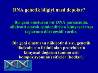 DNA genetik bilgiyi nasıl depolar?

   Bir geni oluşturan bir DNA parçasında,
niikleotit olarak isimlendirilen kimyasal yapı
         taşlarının dört çeşidi vardır.

 Bir geni oluşturan niikleotit dizisi, genetik
    ifadenin son iiriinii olan proteinlerin
        kimyasal doğasını (amino asit
     kompozisyonunu) şifreler (kodlar).
 