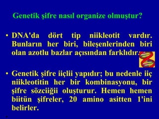 Genetik şifre nasıl organize olmuştur?

• DNA'da dört tip niikleotit vardır.
  Bunların her biri, bileşenlerinden biri
  olan azotlu bazlar açısından farklıdır.

• Genetik şifre iiçlii yapıdır; bu nedenle iiç
  niikleotitin her bir kombinasyonu, bir
  şifre sözciiğii oluşturur. Hemen hemen
  biitün şifreler, 20 amino asitten 1'ini
  belirler.
•
 