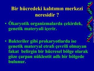 Bir hücredeki kalıtımın merkezi
             neresidir ?
• Ökaryotik organizmalarda çekirdek,
  genetik materyali içerir.

• Bakteriler gibi prokaryotlarda ise
  genetik materyal etrafı çevrili olmayan
  fakat belirgin bir hücresel bölge olarak
  göze çarpan nükleotit adlı bir bölgede
  bulunur.
 