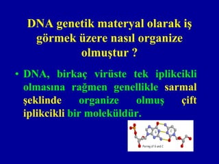 DNA genetik materyal olarak iş
   görmek üzere nasıl organize
          olmuştur ?
• DNA, birkaç virüste tek iplikcikli
  olmasına rağmen genellikle sarmal
  şeklinde      organize  olmuş çift
  iplikcikli bir moleküldür.
 