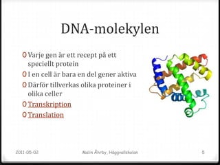 DNA-molekylen
  0 När våra celler delar sig måste DNA kopiera
    sig själv
  0 Replikation
  0 Vid vanlig celldelning, mi...
