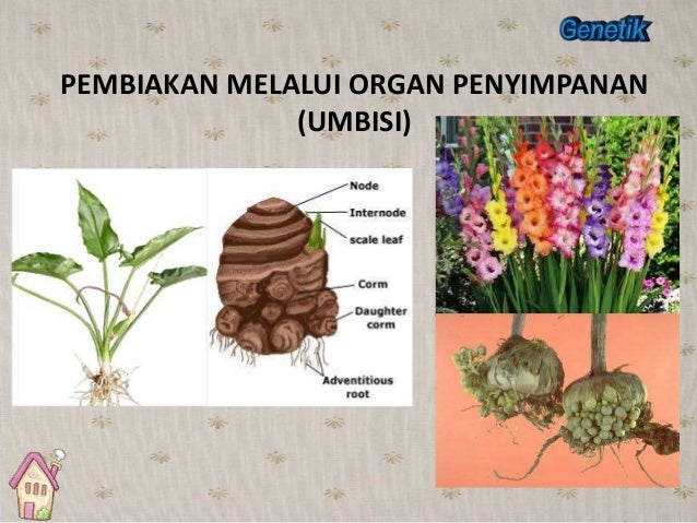 Image result for pembiakan umbisi