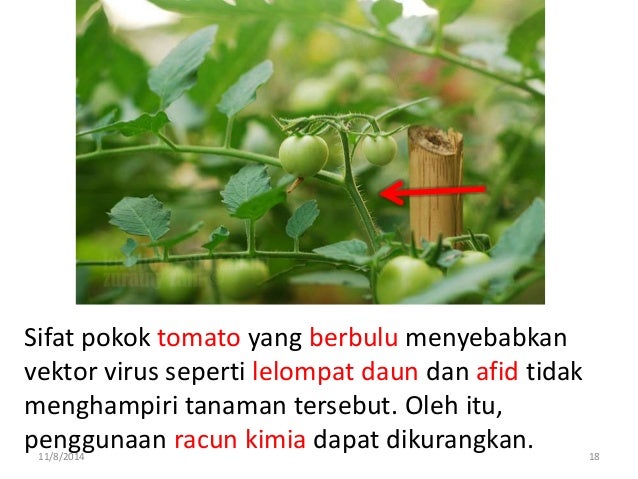 Tingkatan 4 Sains Pertanian Bab Genetik