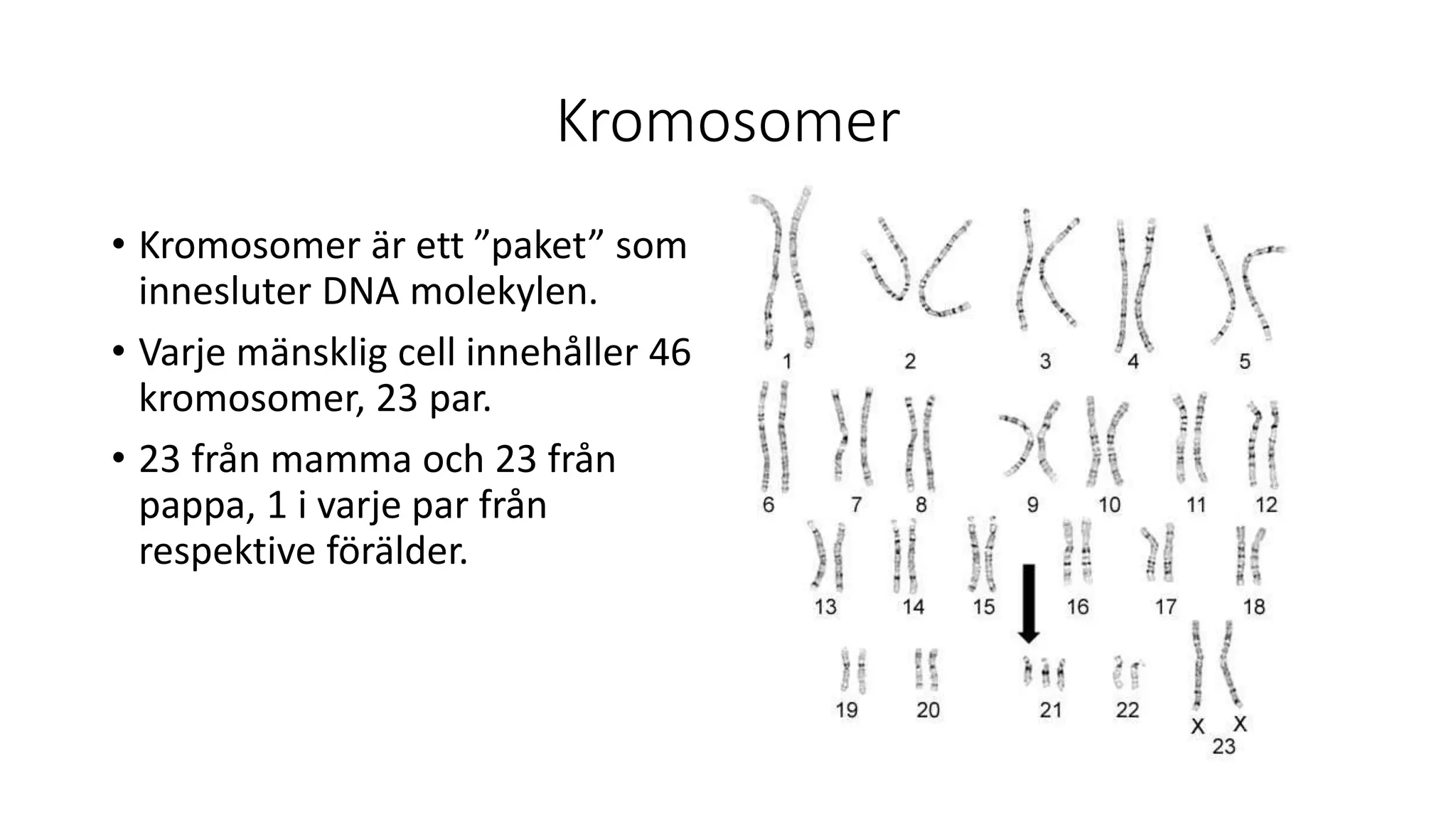 Kromosomer
• Kromosomer är ett ”paket” som
innesluter DNA molekylen.
• Varje mänsklig cell innehåller 46
kromosomer, 23 par.
• 23 från mamma och 23 från
pappa, 1 i varje par från
respektive förälder.
 