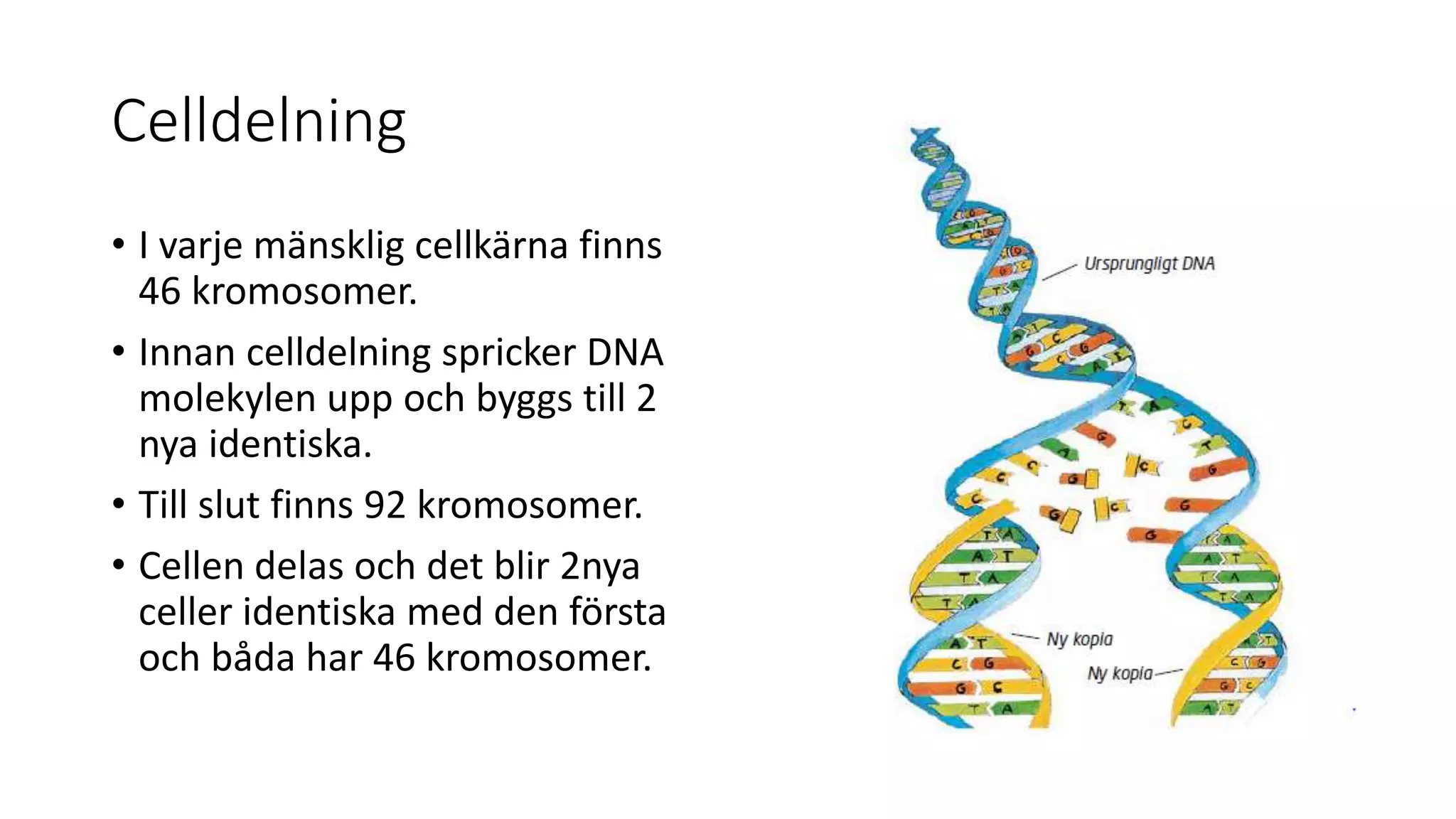 Celldelning
• I varje mänsklig cellkärna finns
46 kromosomer.
• Innan celldelning spricker DNA
molekylen upp och byggs till 2
nya identiska.
• Till slut finns 92 kromosomer.
• Cellen delas och det blir 2nya
celler identiska med den första
och båda har 46 kromosomer.
 