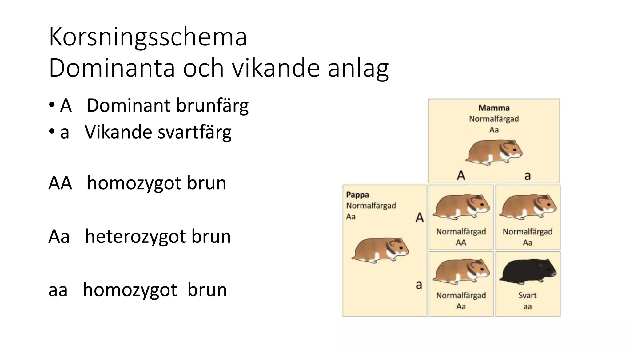 Korsningsschema
Dominanta och vikande anlag
• A Dominant brunfärg
• a Vikande svartfärg
AA homozygot brun
Aa heterozygot brun
aa homozygot brun
 