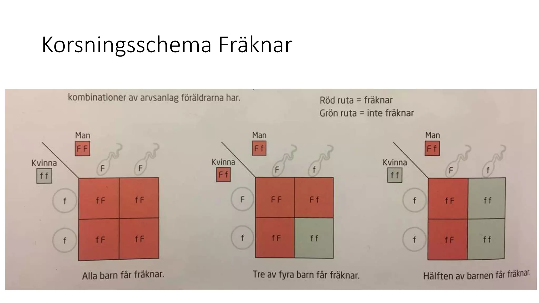 Korsningsschema Fräknar
 