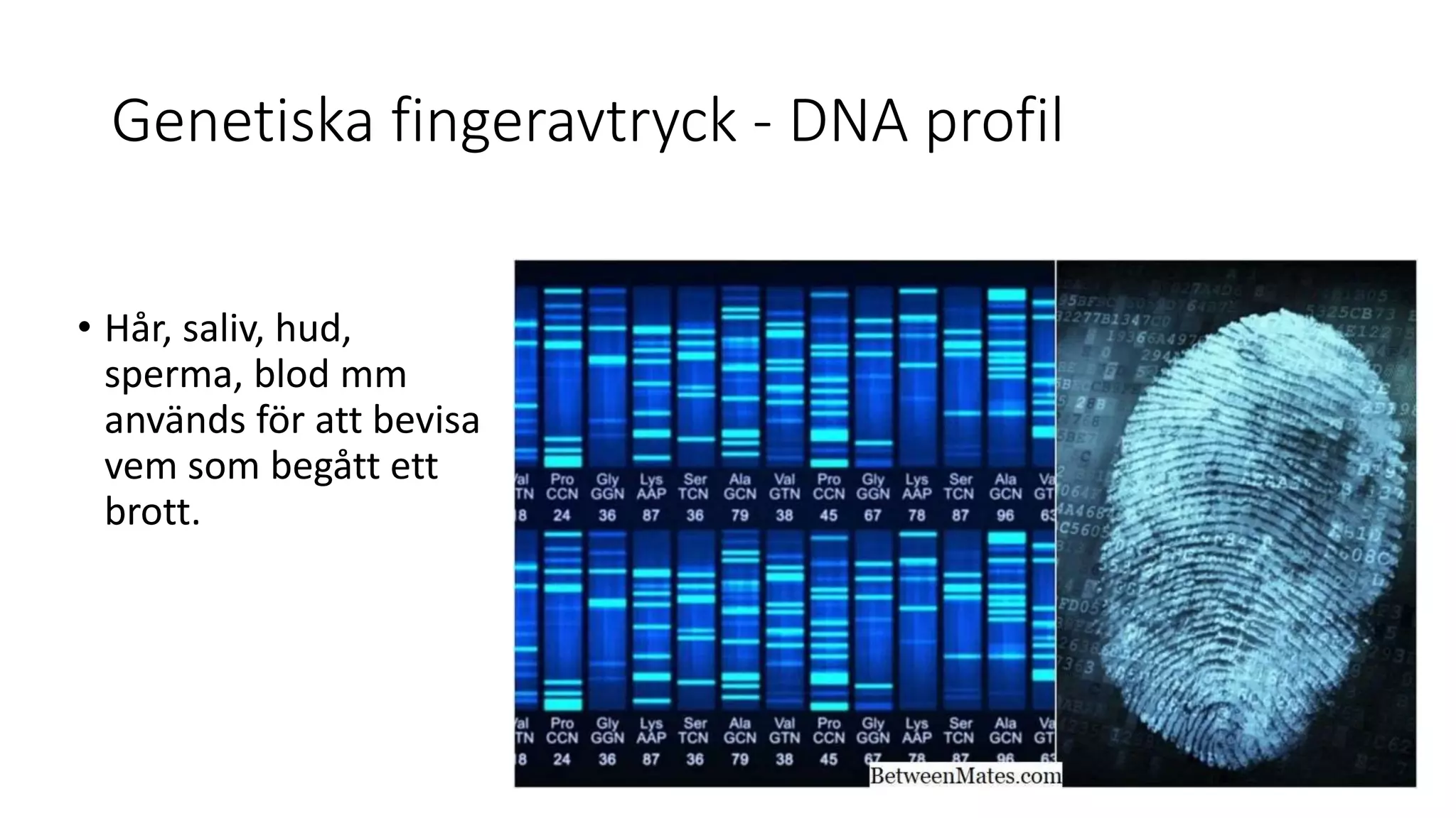 Genetiska fingeravtryck - DNA profil
• Hår, saliv, hud,
sperma, blod mm
används för att bevisa
vem som begått ett
brott.
 