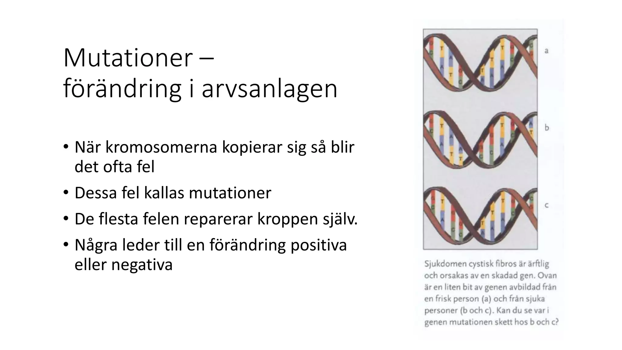 Mutationer –
förändring i arvsanlagen
• När kromosomerna kopierar sig så blir
det ofta fel
• Dessa fel kallas mutationer
• De flesta felen reparerar kroppen själv.
• Några leder till en förändring positiva
eller negativa
 