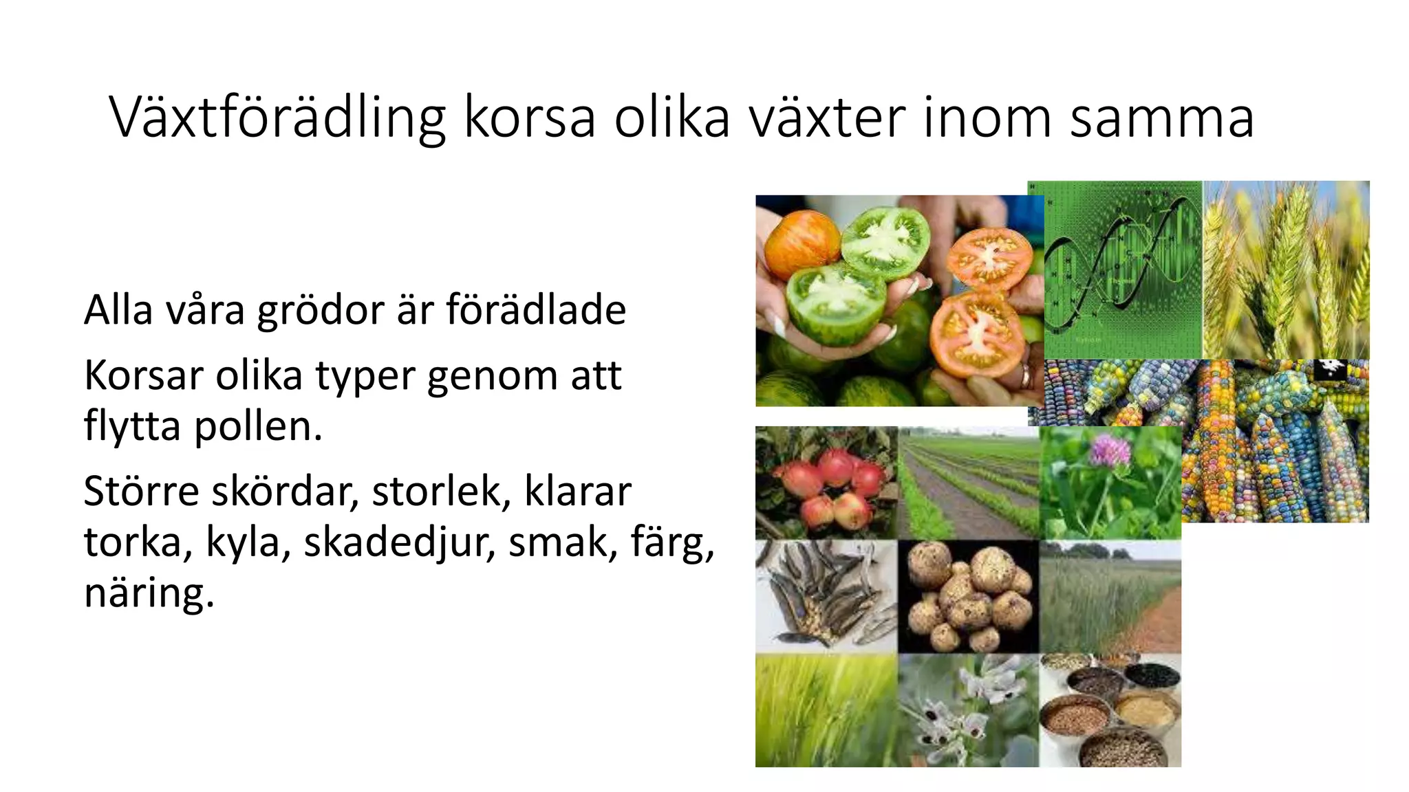 Växtförädling korsa olika växter inom samma
Alla våra grödor är förädlade
Korsar olika typer genom att
flytta pollen.
Större skördar, storlek, klarar
torka, kyla, skadedjur, smak, färg,
näring.
 
